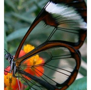 Meet your Posher, Janell